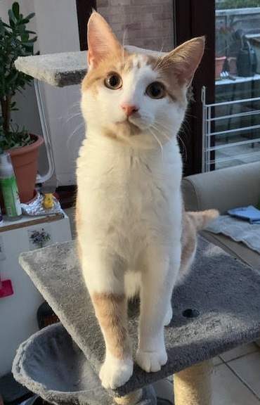 Photo of an orange and white cat stood on a cat tower, looking sweetly at the camera